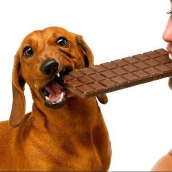 dog_chocolate