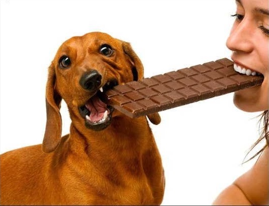 dog_chocolate